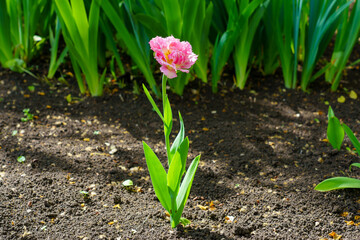 Flowers in a flower bed tulips. Greening the urban environment. Background with selective focus