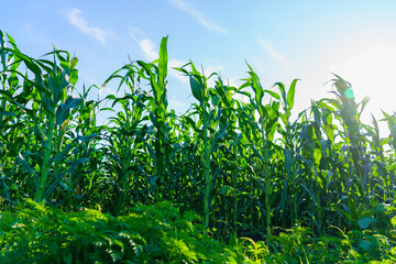 A field of corn is in full bloom, with the sun shining brightly on the plants