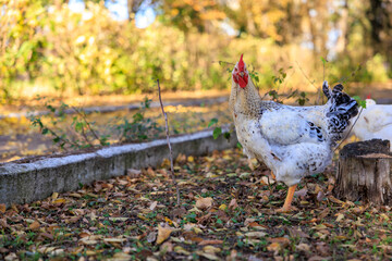 A chicken is standing in a yard with leaves on the ground