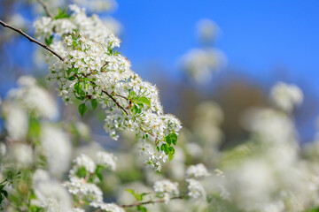 A tree with white flowers is in full bloom