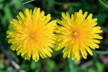 Two yellow flowers are in a field of green grass