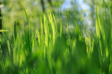 A field of green grass with a bright sun shining on it