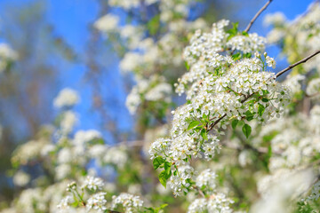 A tree with white flowers is in full bloom