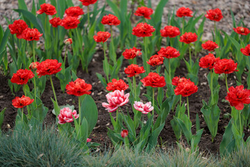 A field of red flowers with some pink flowers in the middle