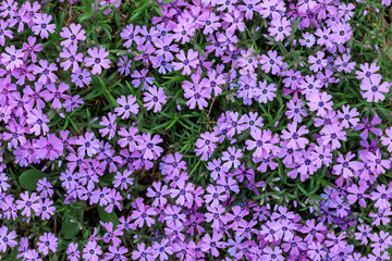 Obraz premium Field of purple flowers with a green background