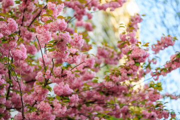 Pink flowers on a tree with a blue sky in the background