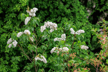 A group of white flowers are growing in a lush green forest