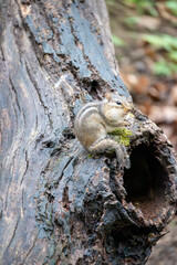 Chipmunk Eating a Nut