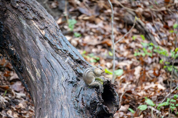 Chipmunk eating a nut