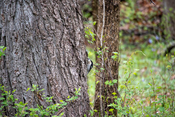 Hairy Woodpecker on the side of a tree