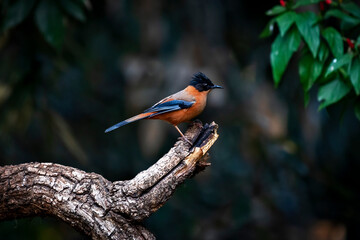 Rufus Sibia: Attractive orange arboreal bird with blue-tinged wingtips and a black, weakly crested head. Common in foothill and montane forests, where it forages in the crowns of trees.