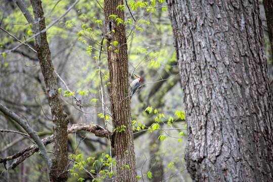 Red Bellied Woodpecker on the side of a tree