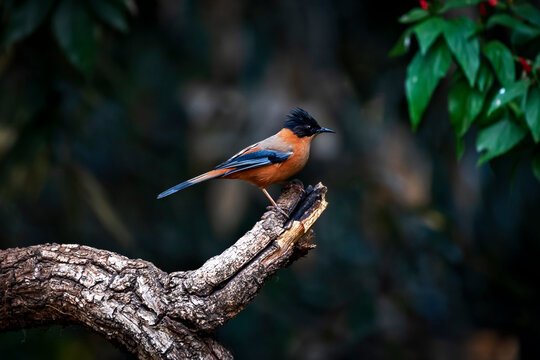 Rufus Sibia: Attractive orange arboreal bird with blue-tinged wingtips and a black, weakly crested head. Common in foothill and montane forests, where it forages in the crowns of trees.