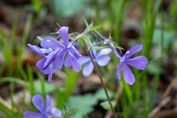 Wild Blue Phlox Upclose