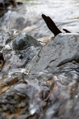Natural Stream with flowing water