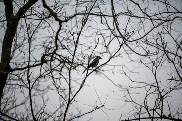 Blue Jay Perched on a Brancj