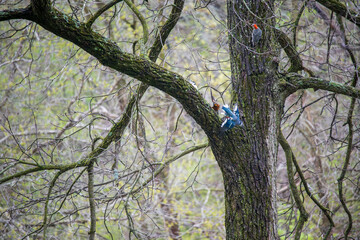 Red-Bellied Woodpecker on a Tree and a American Robin and Blue Jay Flying