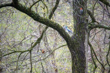 A red-Bellied Woodpecker on a Tree and a Hairy Woodpecker and Blue Jay Flying