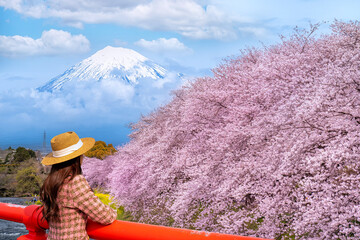 Panoramic view of Mount Fuji in Japan during the spring cherry blossom season. Japan travel concept.