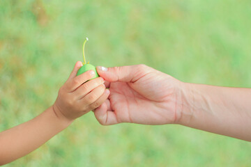 Mother and Daughter hands holding a green fruit.