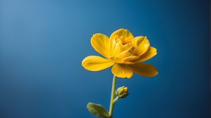 yellow flowers on blue background, Close-up copy space of a bright yellow flower blooming against a blue background, capturing the simplicity and beauty of nature