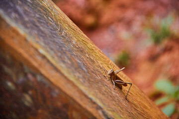 Cricket on piece of wood
