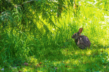 A rabbit in the meadow.
