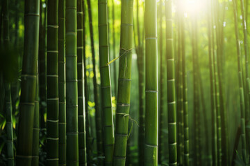 An image showcasing the serene beauty of a dense bamboo forest, with sunlight filtering through the tall, swaying stalks - Generative AI