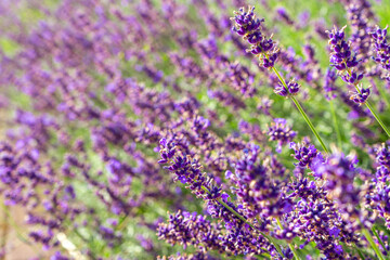 Bushes of lavender in the garden, landscape design. Sunset over blooming lavender field. Selective focus on purple lavender flowers, nature, herb, aromatherapy.