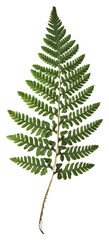 PNG  Real Pressed a green fern leaf plant herb pattern.
