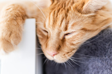 Beautiful red big cat Maine Coon at home.