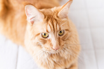 Beautiful red big cat Maine Coon at home.