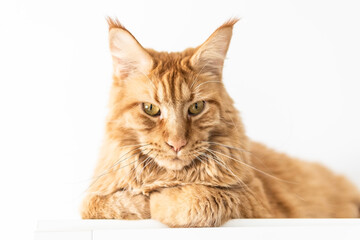 Beautiful red big cat Maine Coon at home.