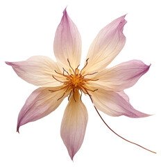 PNG  Dried clematis flower petal plant inflorescence