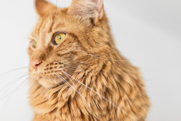 Beautiful red big cat Maine Coon at home.