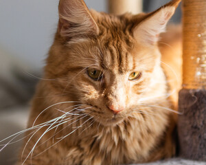 Beautiful red big cat Maine Coon at home.