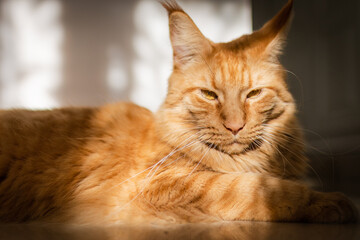 Beautiful red big cat Maine Coon at home.