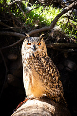 Portrait of Eurasian Eagle-Owl, Bubo bubo, a species of eagle owl.