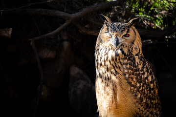 Portrait of Eurasian Eagle-Owl, Bubo bubo, a species of eagle owl.