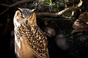 Portrait of Eurasian Eagle-Owl, Bubo bubo, a species of eagle owl.