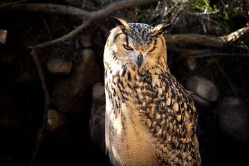 Portrait of Eurasian Eagle-Owl, Bubo bubo, a species of eagle owl.