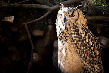 Portrait of Eurasian Eagle-Owl, Bubo bubo, a species of eagle owl.
