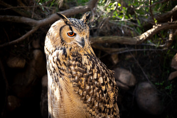 Portrait of Eurasian Eagle-Owl, Bubo bubo, a species of eagle owl.
