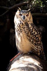 Portrait of Eurasian Eagle-Owl, Bubo bubo, a species of eagle owl.