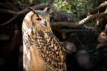 Portrait of Eurasian Eagle-Owl, Bubo bubo, a species of eagle owl.