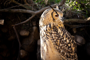 Portrait of Eurasian Eagle-Owl, Bubo bubo, a species of eagle owl.
