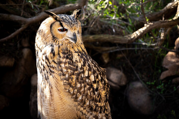 Portrait of Eurasian Eagle-Owl, Bubo bubo, a species of eagle owl.
