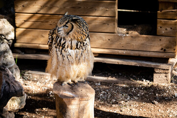 Portrait of Eurasian Eagle-Owl, Bubo bubo, a species of eagle owl.