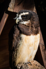The spectacled owl (Pulsatrix perspicillata). Bird of Prey.