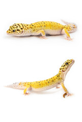 Leopard gecko. Two lizards on a white background